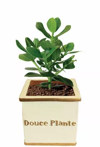 Image produit Cache-pot douce plante sur Shopetic